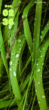 Green Grass