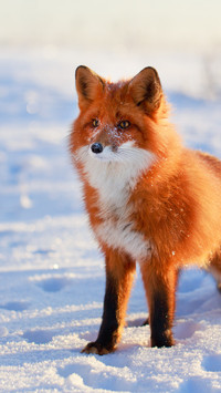 The red fox leaped among the trees