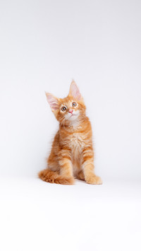 A ginger cat is sitting on a white background, isolated