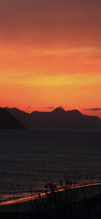 夕阳红