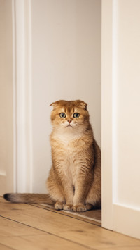 新手必看的养猫攻略
