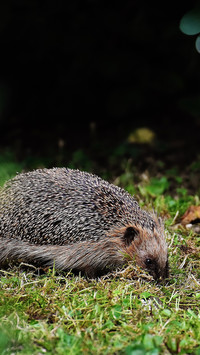 Hedgehog (1)