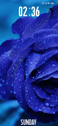 Blue Rose