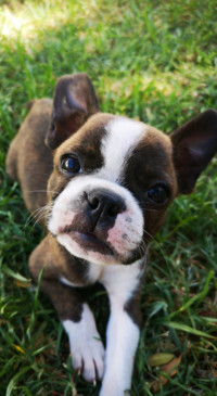Cute Animals (34)