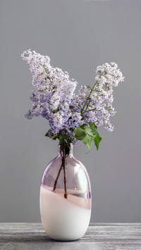 Can lilacs be raised at home