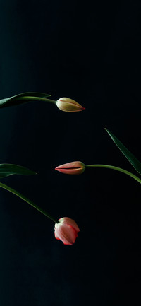 Dark Flowers-PAIXIN