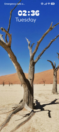 Desert Bones