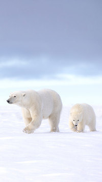 Who is more powerful polar bear or brown bear 6