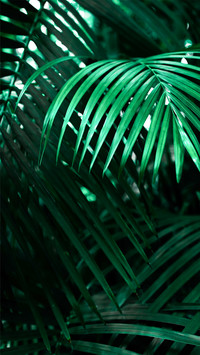 international_plant