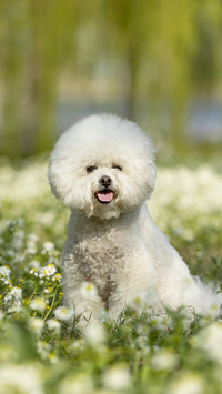 Dogs have a personality that resembles their owners