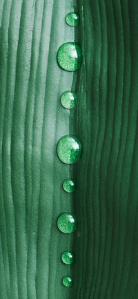 Green Plants-PAIXIN