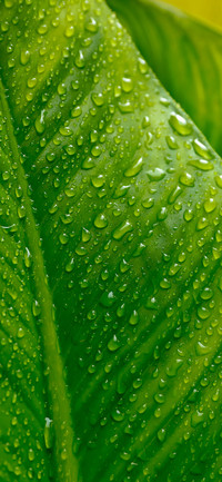 Plants In The World-PAIXIN
