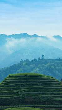 春润茶园
