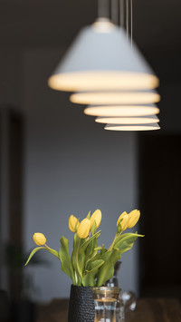 Yellow tulips on the table