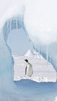 Emperor penguin seen through an ice cave