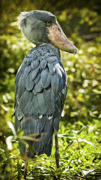 Cute Shoebill Bird