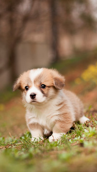 Sweet-Faced Pup, Resting on the Green