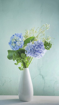 Hydrangea always doesnt bloom 10