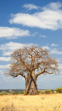 The tree of life in africa