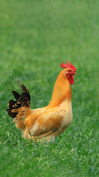 Why do roosters crow at dawn