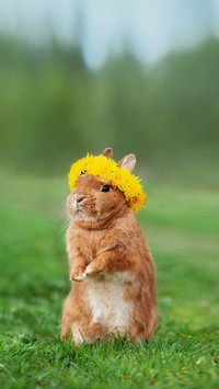 Lovely Rabbit with a Wreath of Flowers on Its Head