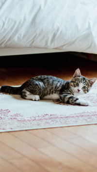 Naughty little cat