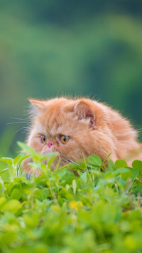 The dietary structure of cats