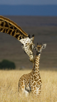 Baby Giraffe and Mother
