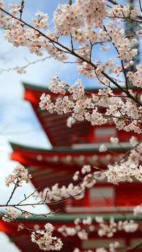 Cherry blossoms in splendor