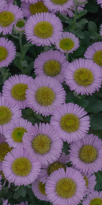 Purple Style7.jpg