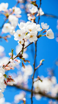 Cherry blossoms in splendor