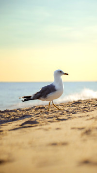 Seagull on the beach, golden beach