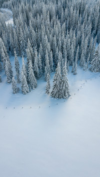 Winter beauty