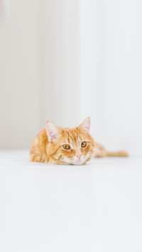 Portrait of a striped domestic red cat on a white background