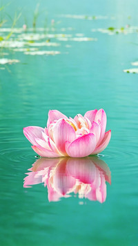 Chi lianyings simple joy