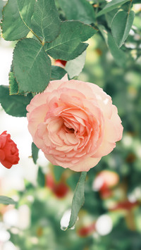 Pink rose
