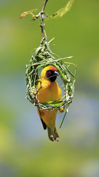 It turns out to be a master of weaving in the bird world