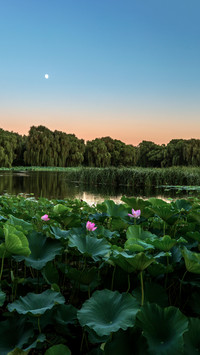 The moon rises over the lotus pond in the evening and its