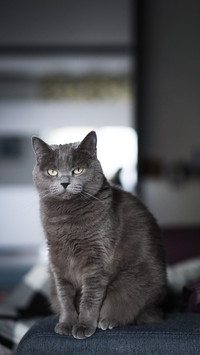 Grey fluffy cat sitting on chair near window