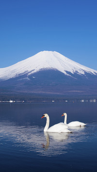 Elegant swan 2