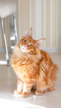 Lovely ginger Maine Coon cat sitting on a floor