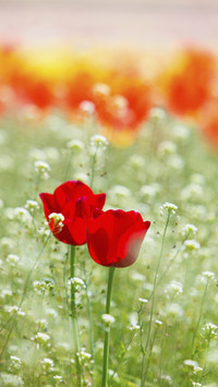 International-Tulips Blooming