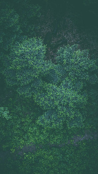 Bush