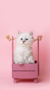 小奶猫喂养安全指南