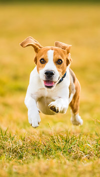 What do you need to pay attention to when walking a dog 28