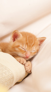 Cat in blanket 96