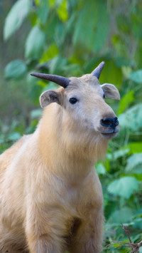 Rare animals in china