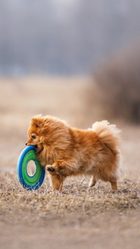 Dog catching flying disk, pet playing outdoors in a park
