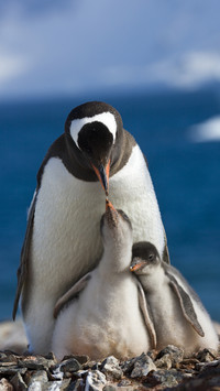 international_animal (7)