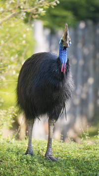 Ten kinds of animals you may not have heard of 3